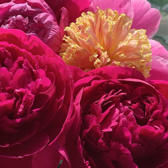 Meet your Posher, Jessie - Picture 1 of 1